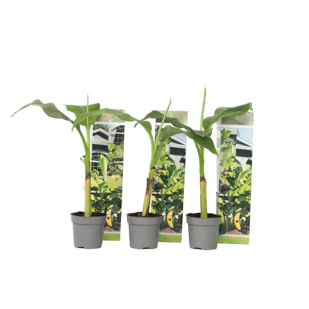 Hardy Banana - 3 pcs. - Musa basjoo - Height 25-40cm - âŒ9cm