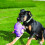 KONG KONG Phatz Pig Dog Toy  Small 2