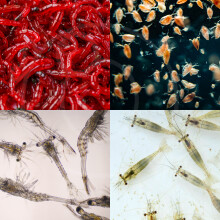 (Live Daphnia Food, 140ml x 3 Bags) Live Food (Bloodworm/Daphnia/Shrimp/Mysis)