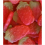 Phoenix Kingsway Giant Strawberries Bag 3kg 5