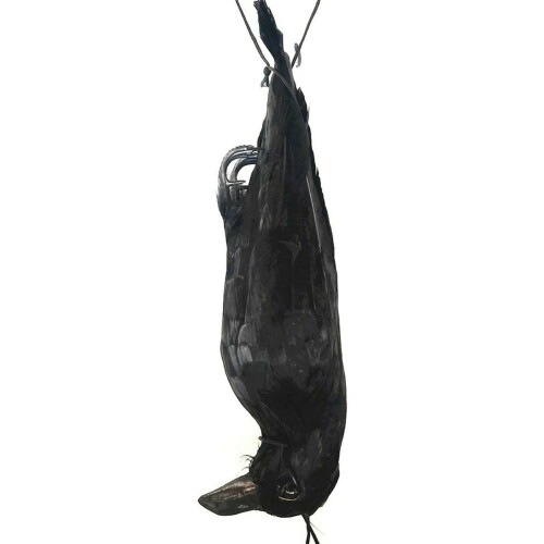3X Realistic Hanging Dead Crow Decoy Lifesize Extra Black Feathered Crow 1