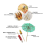 432Pcs Cocktail Umbrella for Drink&Food, Decorative Toothpicks for Party,Hotel, Restaurant, Bar,Hawaiian Party 4