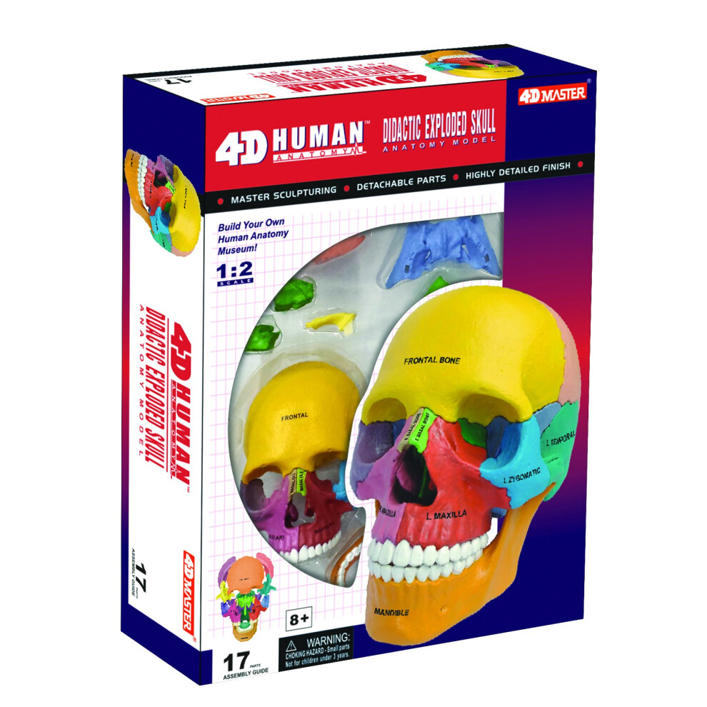 4D Master 26087 4D Anatomie Didaktisches Explosionsmodell Des SchäDels-image