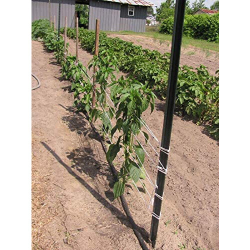 IRRIGATION-MART 6300FT Tomatenbinde-Gartenschnur 2