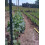 IRRIGATION-MART 6300FT Tomatenbinde-Gartenschnur 5