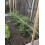 IRRIGATION-MART 6300FT Tomatenbinde-Gartenschnur 4