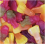 Phoenix Kingsway Vegan Space Mix 3kg 2