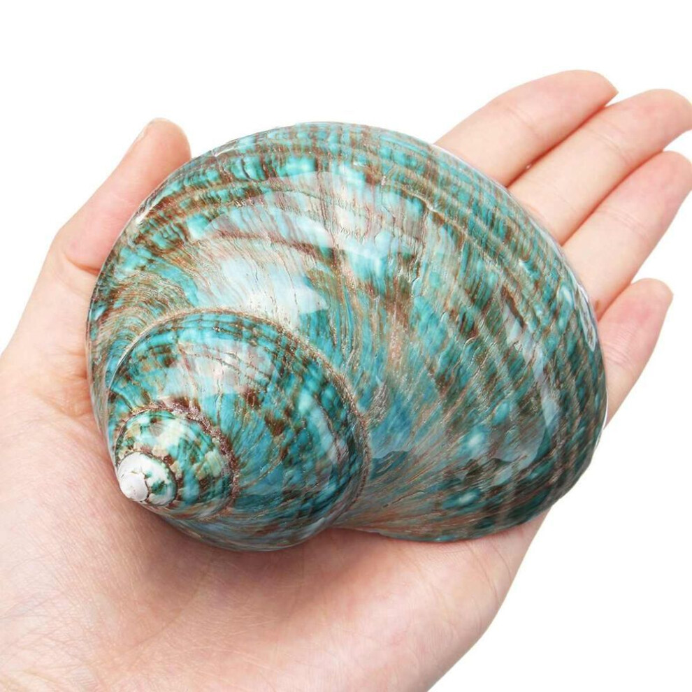 (1pc) 10cm Green Big Conch Home Furnishing Marine Sea Decor Fish Dry Aquarium Decor Natural Shell Craft