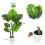 MCC (80CM) Artificial Monstera Tree with Plastic Planter&Moss 3