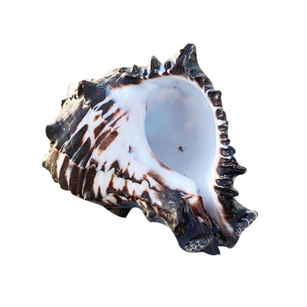 Ocean Conch 3-4 Inches Seashells Large Natural Sea Shells For Diy Crafts Aquarium Fish Tank And Shell Collectors