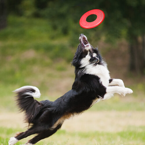 Nerf Nerf Dog Atomic Flyer, Παιχνίδι Σκύλου, Πετάλι, Ελαφρύ, Ανθεκτικό, Αδιάβροχο, 25 εκ Διάμετρος 1