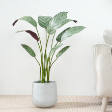 (90CM) Artificial Bird of Paradise Tree with Planter&Moss