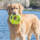 KONG KONG AirDog Squeaker Donut Large 4