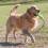 KONG KONG AirDog Fetch Stick with Rope Large 3