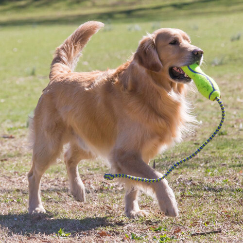 KONG KONG AirDog Fetch Stick with Rope Large 2