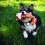 KONG KONG Winders Fox Medium 4