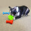 KONG KONG Quest Star Pod Small 4