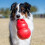 KONG KONG Bounzer Large 4