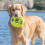 KONG KONG AirDog Squeaker Donut Medium 4
