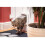 SUREFLAP Mikrochip Katzenklappe (weiß/grau) 21