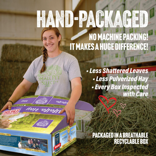 Alfalfa Hay - 10lb (4.54kg) 2