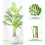 MCC (140CM) Artificial Palm Tree with Plastic Planter and Moss 6