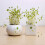 DIY Mini Ceramic Cactus Grass Potted Plant Desktop Office Decor 1