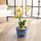 John Deere John Deere Toys - Corny Dancer Interactive Plush Toy - Dancing Baby Musical Toy Repeats What You Say and Plays Music - Soft Baby Sensory Toys - Ages 2 5