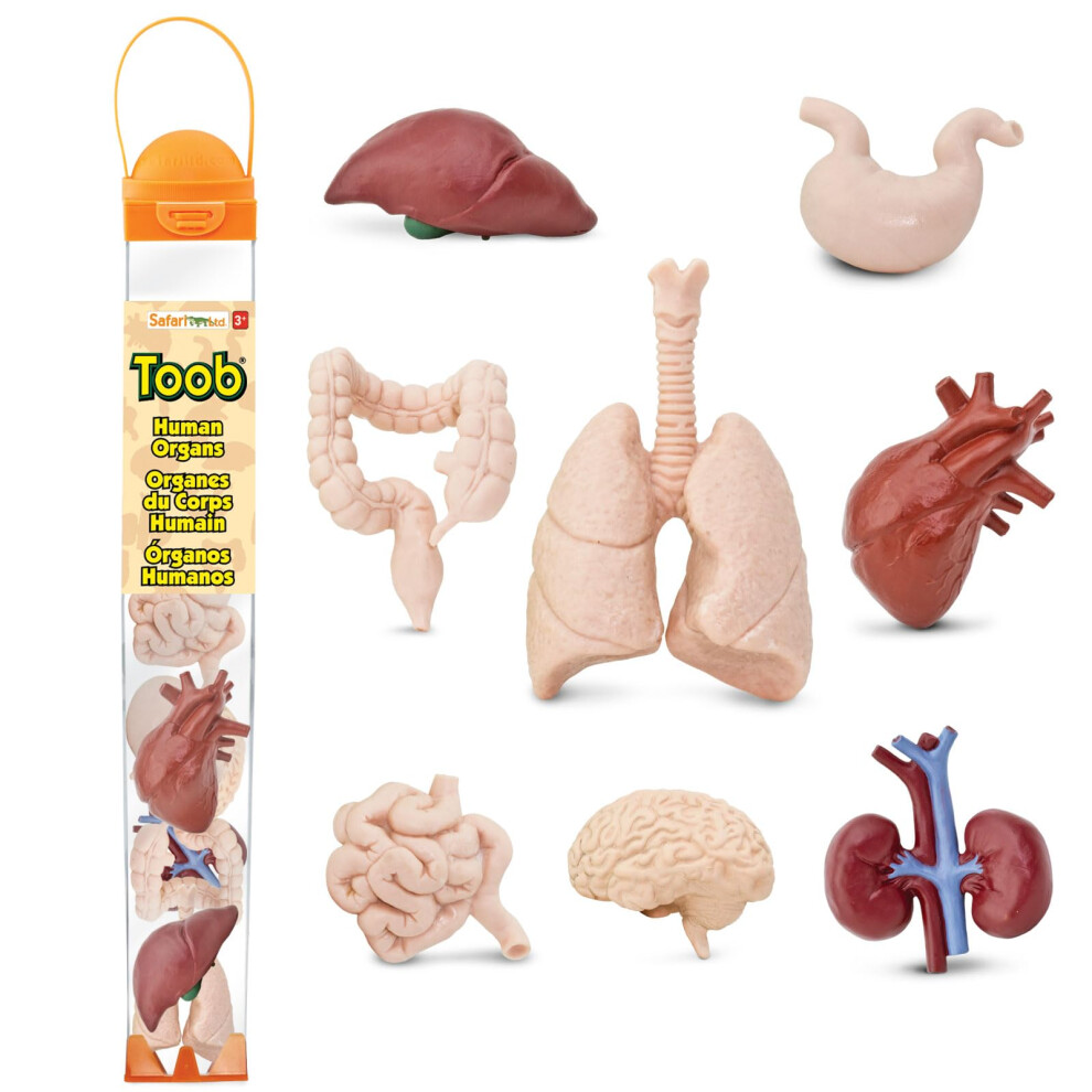 Photos - Creativity Set / Science Kit Safari Ltd. Human Organs TOOB 8 Mini Figurines Including Brain Heart Lungs Liver Kidneys Stomach and Intestines Anatomy Educ