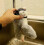 Electronic Interactive Flying Bird Cat Toy Hanging Pet Flapping Wings Sparrow 4