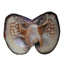 Oyster Pearls  Monster Oysters with Pearls Inside 5-8mm 25 PCs Culture