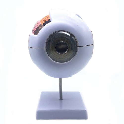 6X Enlarged Human Eye Anatomical Model,for Science Classroom Study 2