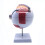6X Enlarged Human Eye Anatomical Model,for Science Classroom Study 2