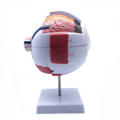 6X Enlarged Human Eye Anatomical Model,for Science Classroom Study 1