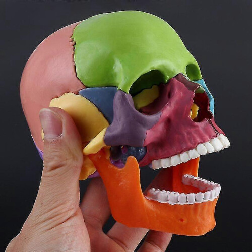 4d Disassembled Color Skull Anatomical Model Detachable Teaching Tool 1