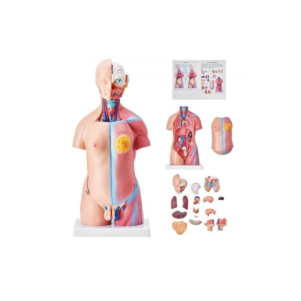 Vevor GGJRQGMX1JTRKRDCZV0 18 in. 23-Parts Unisex Human Torso Anatomy Anatomical Skeleton Human Body Model with Removable Organ