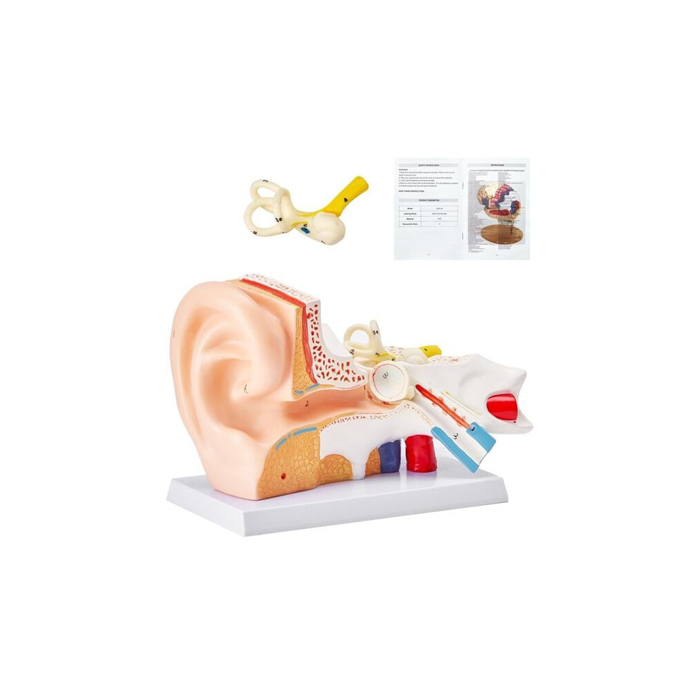 Vevor GGJRQGMX1JTRJXY3RV0 Human Ear Anatomy Model