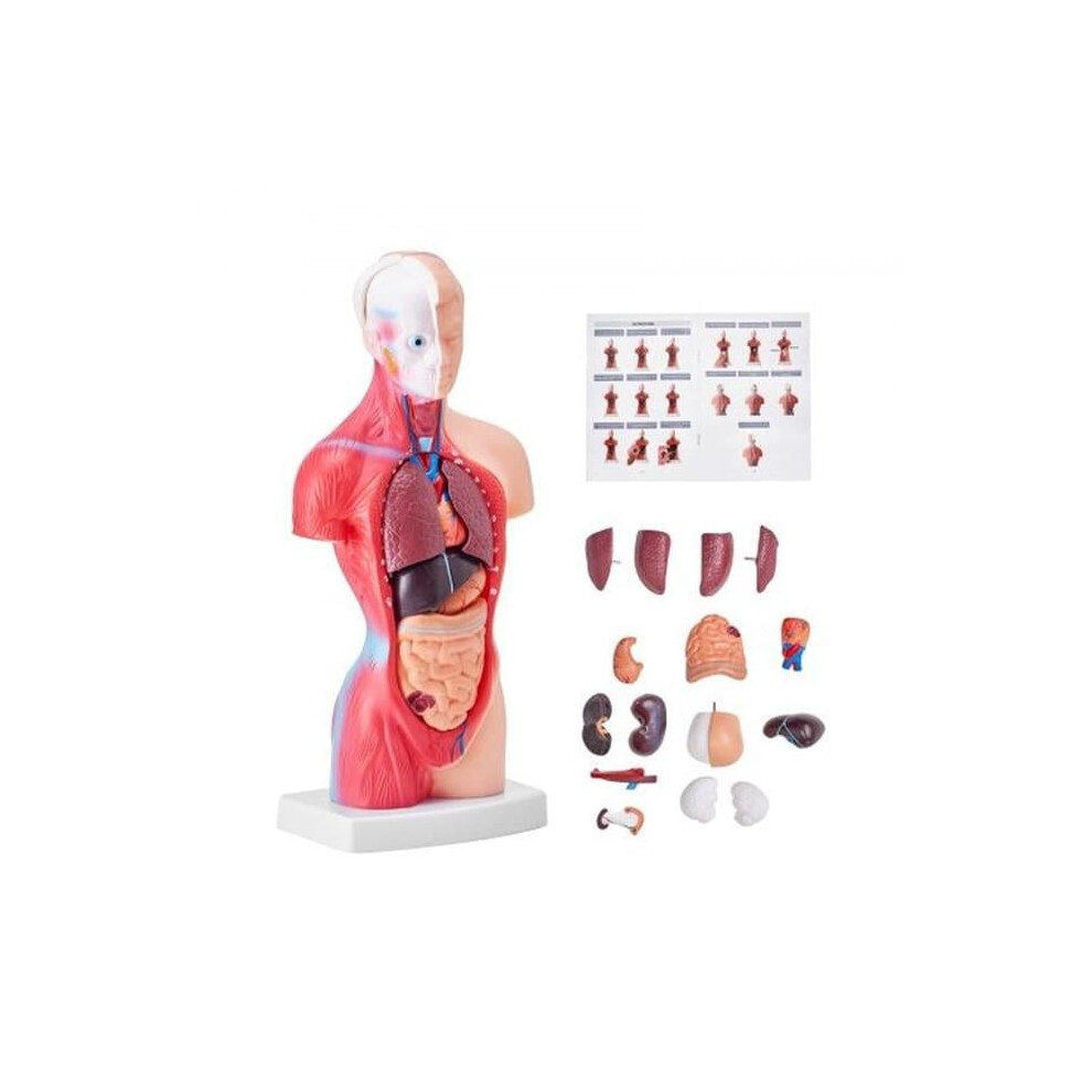 Vevor GGJRQGMX1JTR5DQJUV0 11 in. Human Torso Anatomy Anatomical Skeleton Human Body Model with 15 Parts Removable Organs