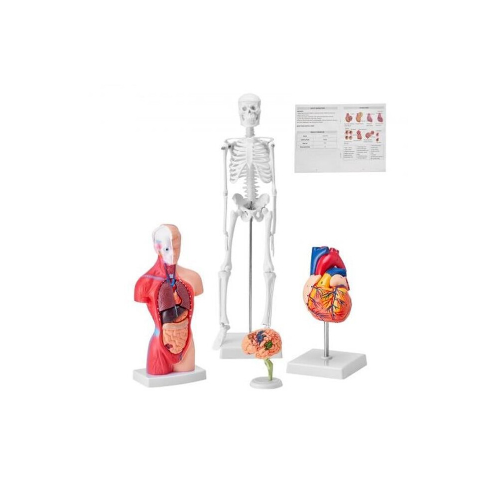 Vevor GGJRQGMX4JTS5PXUBV0 Brain Torso Body Heart Skeleton Human Anatomy Models Bundle Model - Set of 4