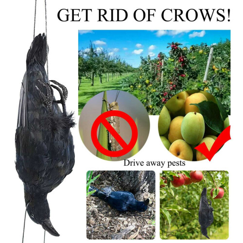 Realistic Hanging Dead Crow Decoy Lifesize Extra Black Feathered Crow 1