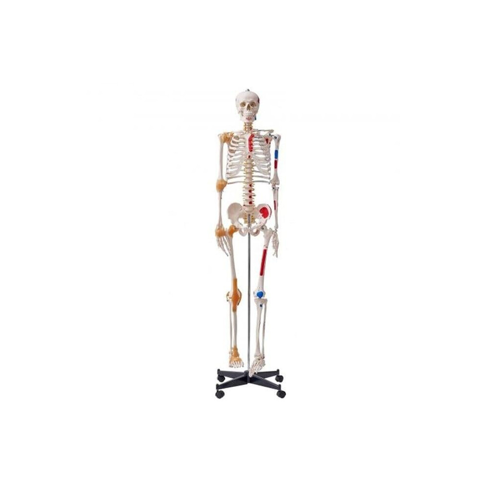 Vevor GGJRQGMX1JTHBQTJ3V0 71.65 in. Life Size Human Skeleton Model for Accurate PVC Anatomy Skeleton