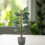 4 Coco Fibre Moss Pole Climbing Plant Support Cane Non Extendable 60cm 9