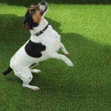(10m(32'9") X 4m(13'1")-40m², Aurelie 20mm) Durable Pet-Friendly Artificial Grass Turf