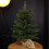 Samuel Alexander 60cm Mini Richmond Christmas Tree in a Burlap Base with 72 Tips 1