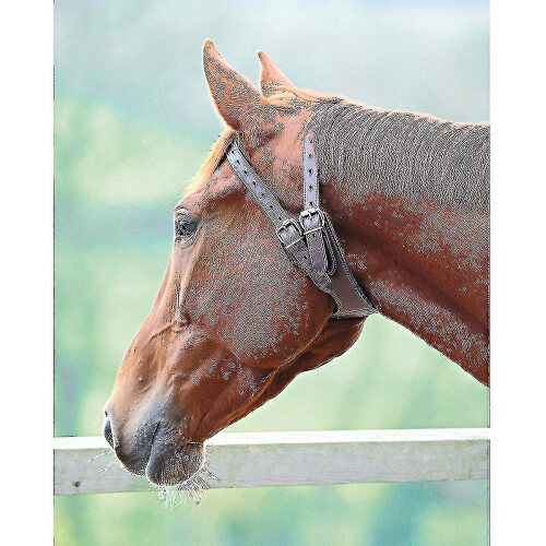 (Full) Leather Anti-crib Horse Collar 1
