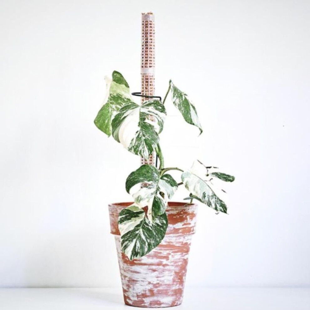 25Cm Climbing Plant Pole Sphagnum Moss Sticks Plant Growing Support Stick