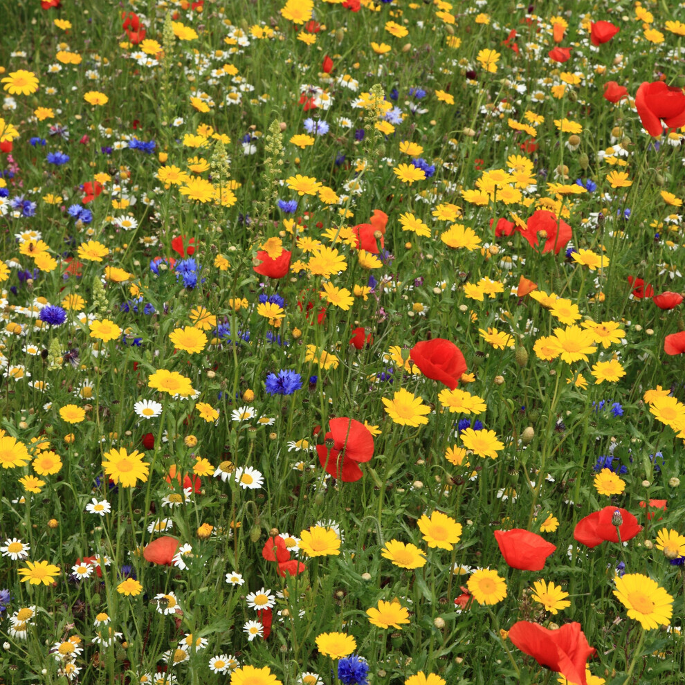 100% Wildflower Seeds - Bees & Butterfly Mix 500g