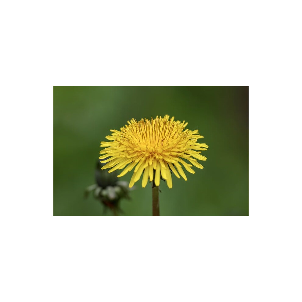 Taraxacum Officinale | Dandelion | Plug Plants | Wildflower Size 6