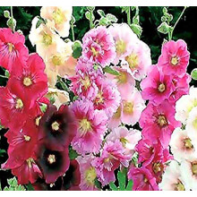 MySeedsco Big Pack - Topolovka Single Mix Seed (3 000 semen) - Alcea rosea Heirloom Seeds - Bl a tmave cerven Vcetne ruove lutch a oranovch