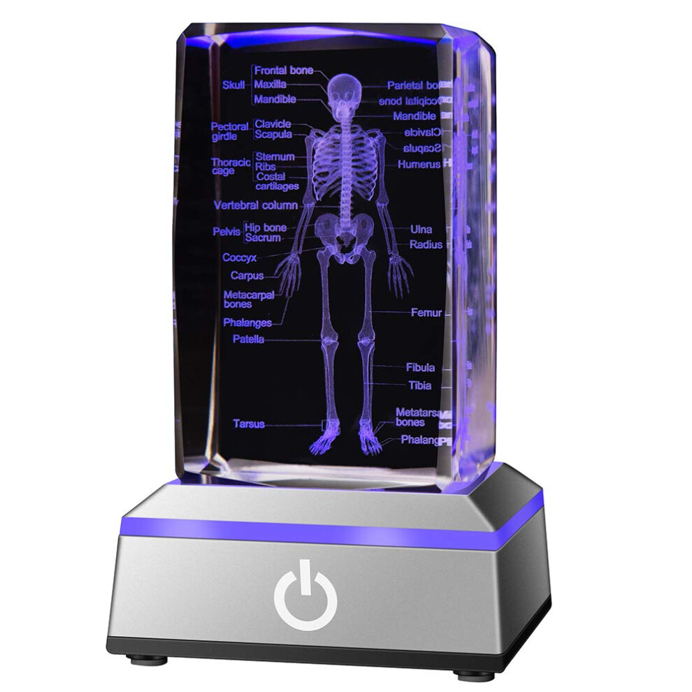 IFOLAINA 3D Human Skeleton Model Anatomy Gifts Crystal Labeled Skeleto